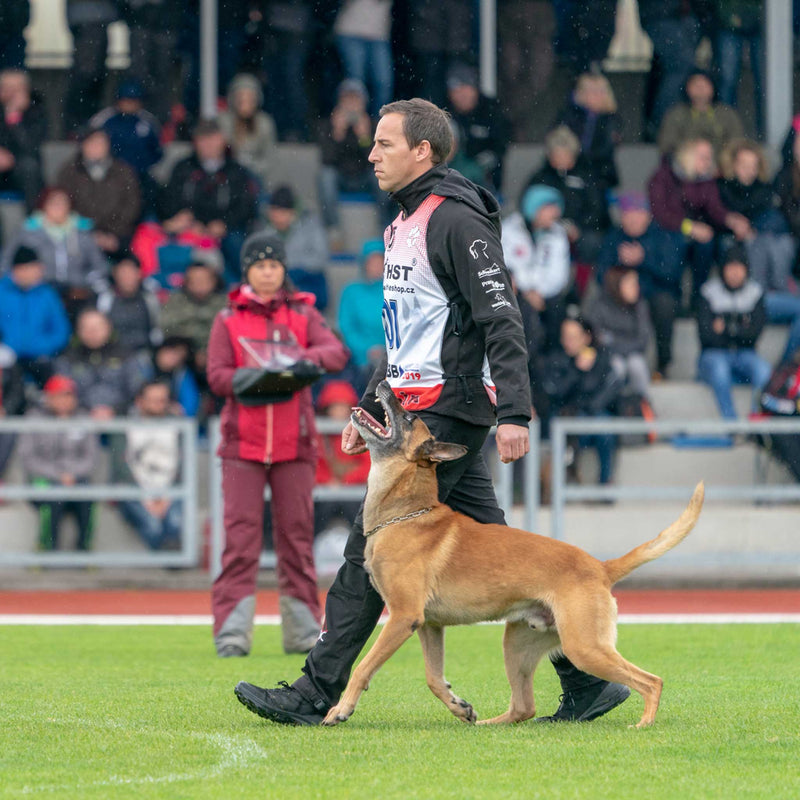 Dr. Florian Knabl im Fußlaufen mit Malinois auf Weltmeisterschaftsniveau