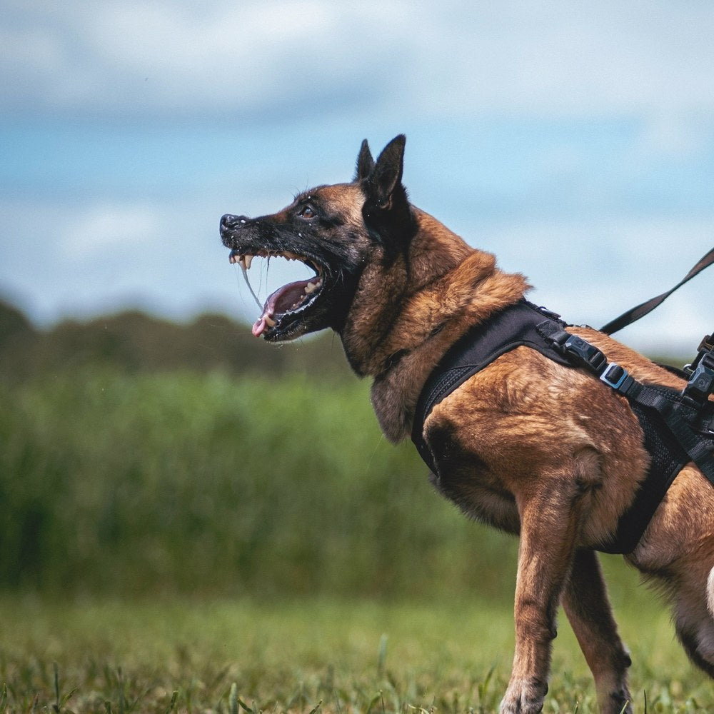 Malinois im IQ Performance Pro Geschirr beim Verbellen in der Leinenarbeit