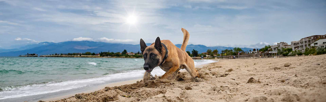 Hitze im Hundesport: Warum dein Hund nach dem Training nichts im Fang tragen sollte