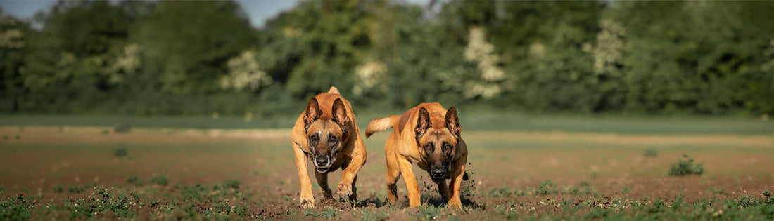 cafka-und-conan-rennend-web