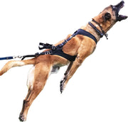 Malinois im Performance Pro Zughundegeschirr beim Leinendruck-Training