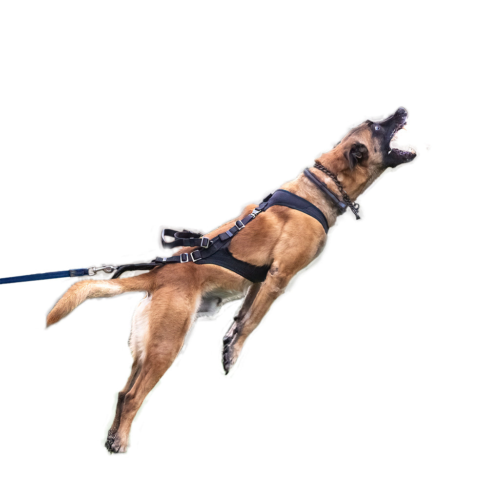 Besonderheiten des Geschirrs für Schutzdienst und Sport