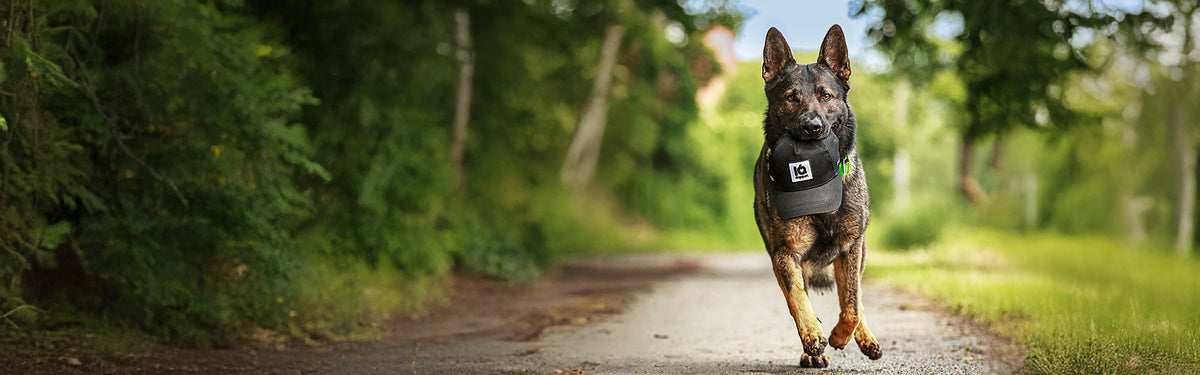 Schäferhund mit Cap und Dackel zwischen socken