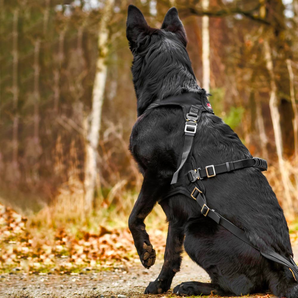 Hetzgeschirr und Zuggeschirr an schwarzem Schäferhund