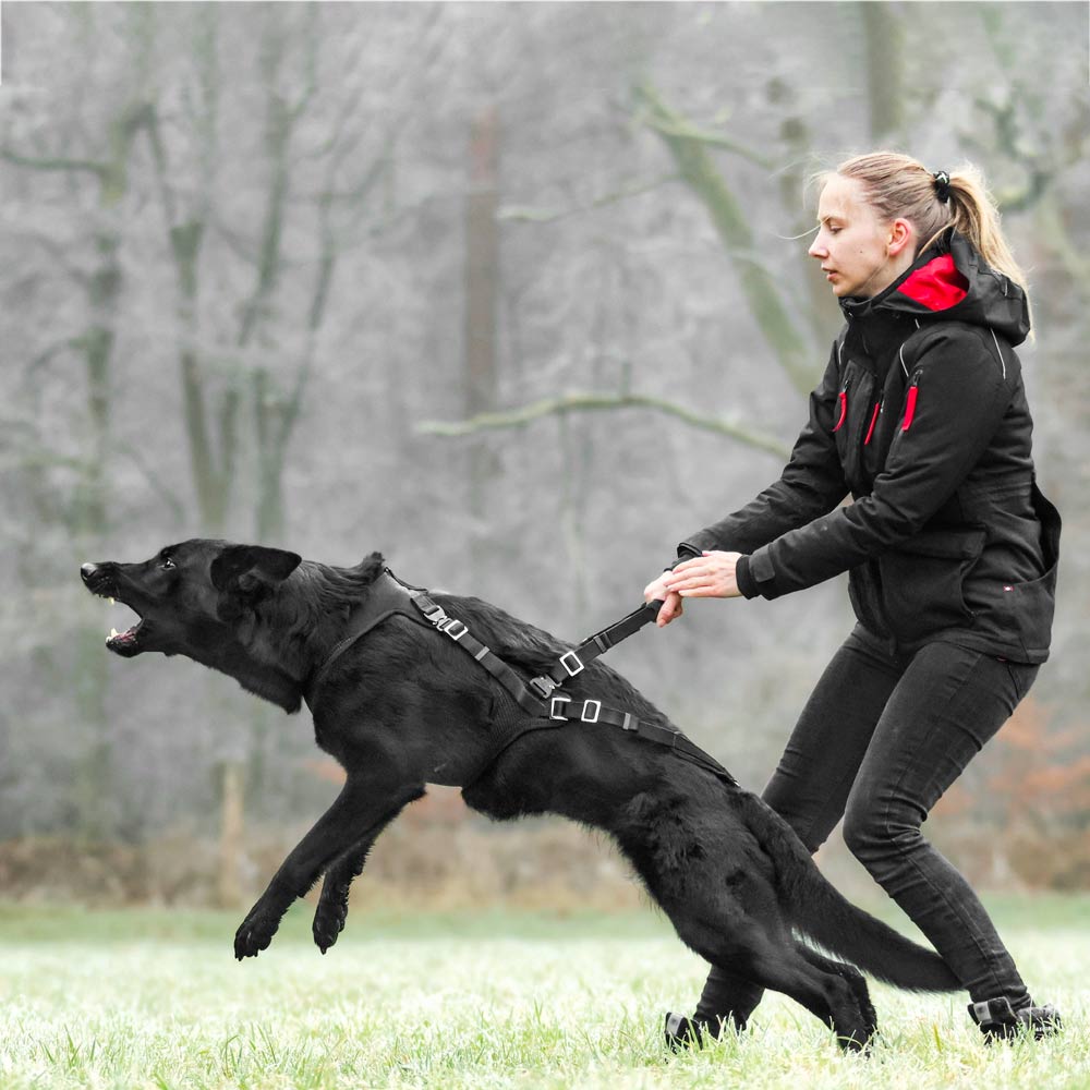 IQ Dogsport Hetzgeschirr im Einsatz mit Schäferhund