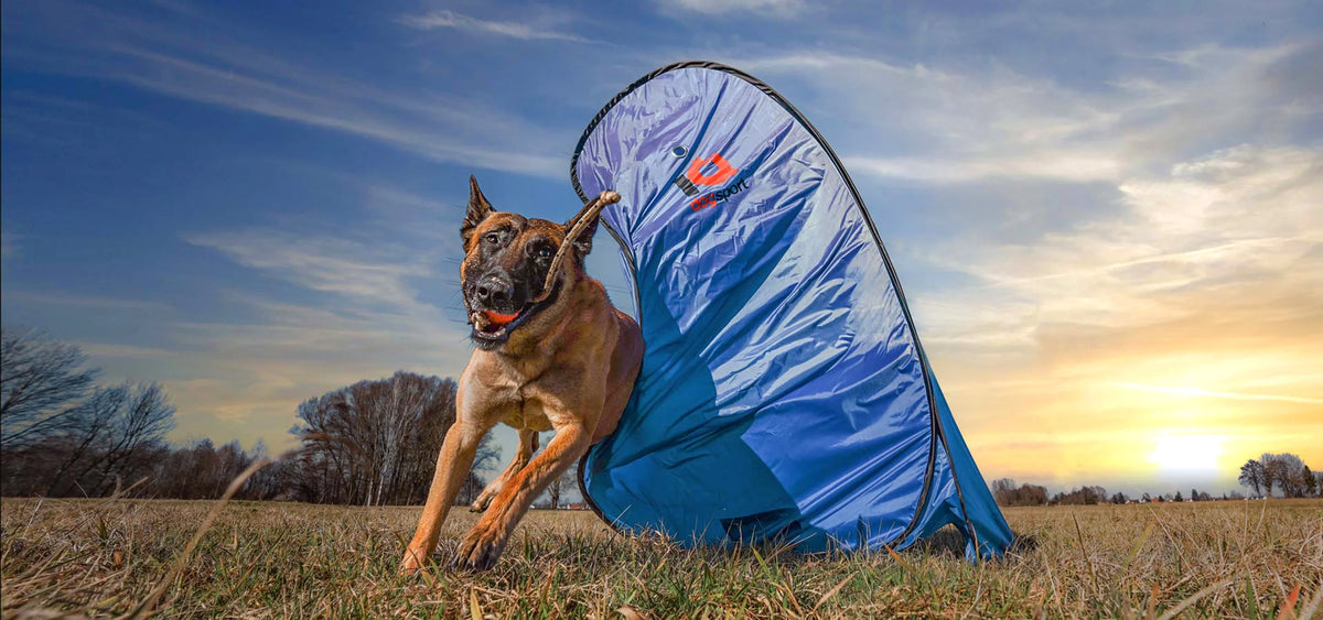 Malinois beim Training am IQ Wurfversteck