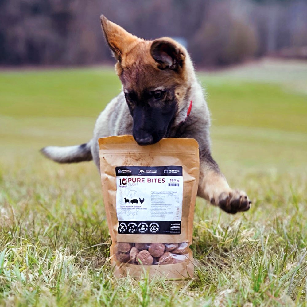 Junger Schäferhund trägt eine Packung IQ Pure Bites Trainingshappen