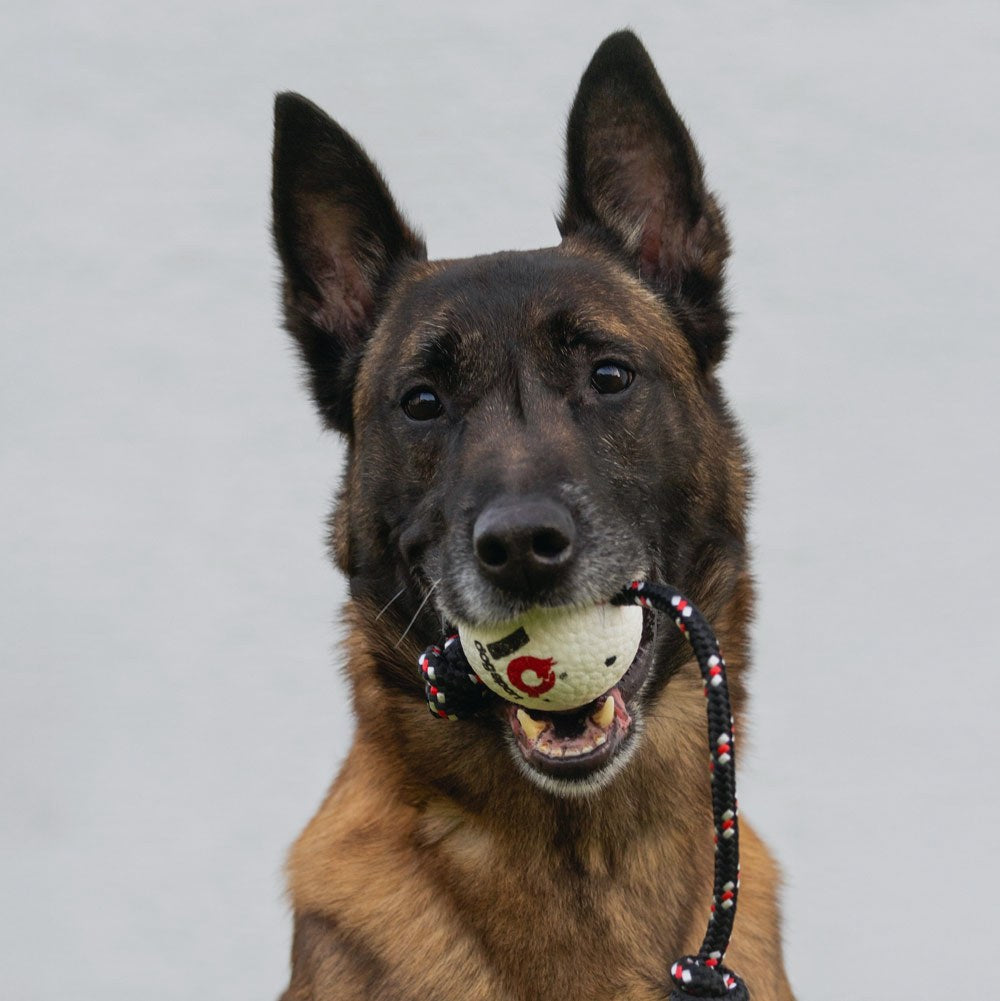 Malinois im vollen Griff am IQ Beißwurst beim Training