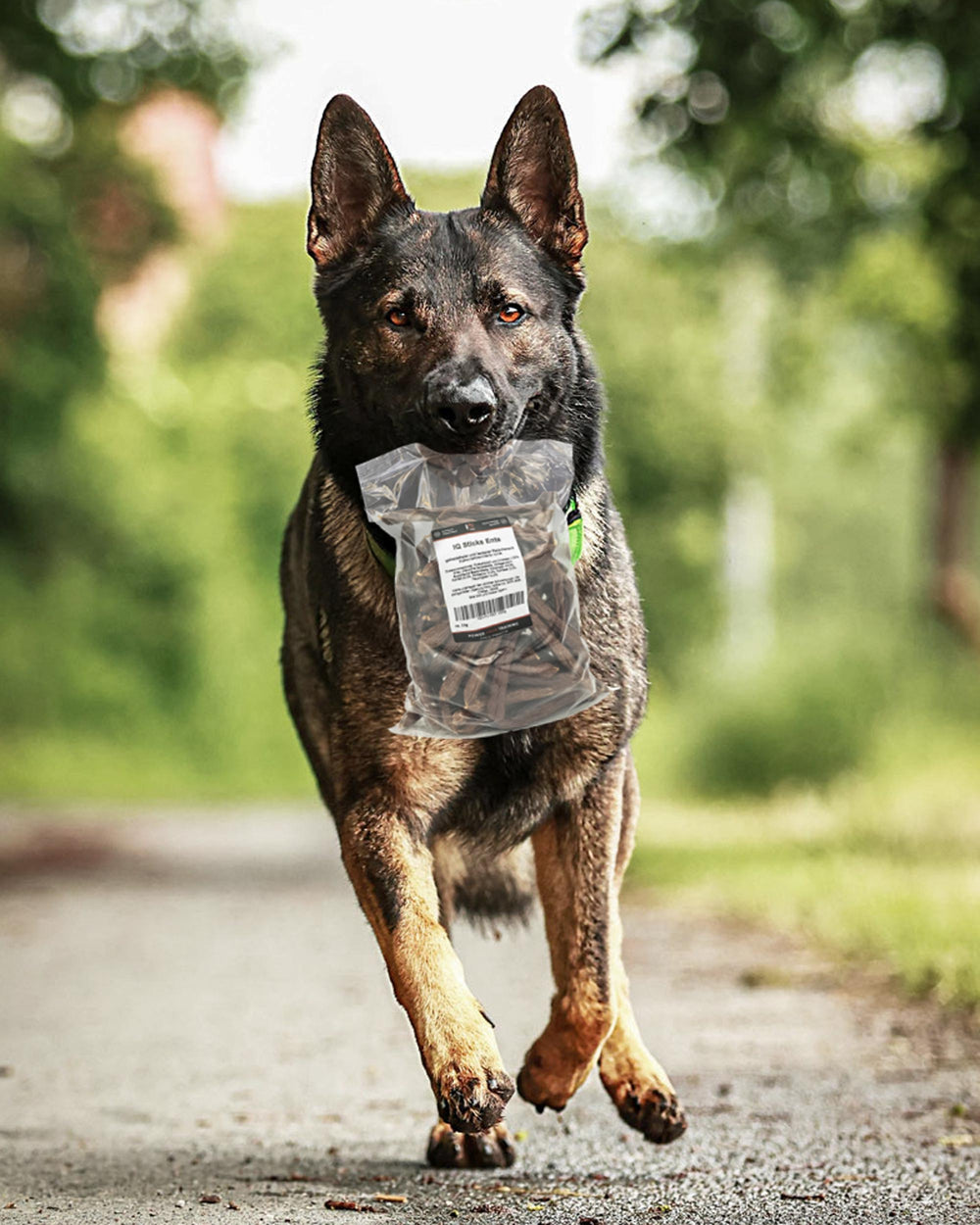 Junger Schäferhund trägt eine Packung IQ Pure Bites Trainingshappen