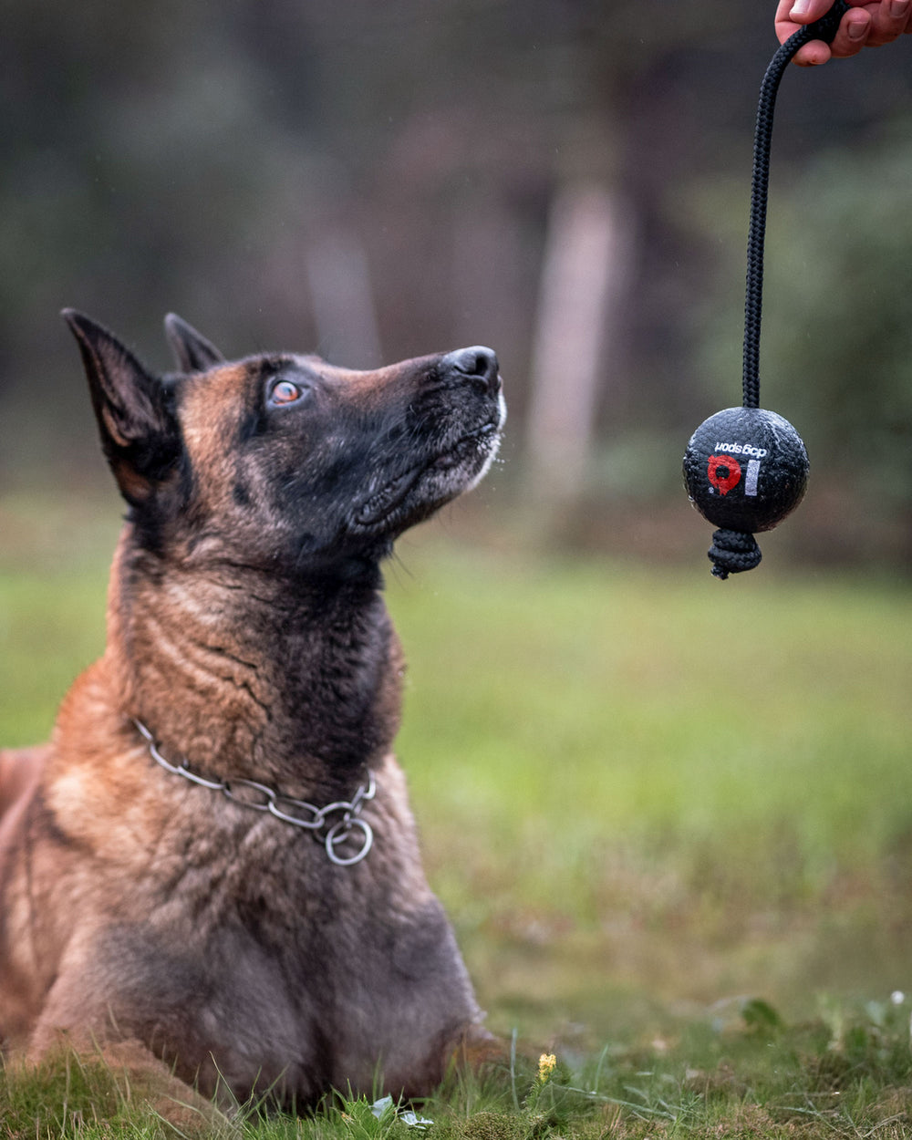 Malinois betrachtet haltbaren Hundeball an Schnur zum Zergen
