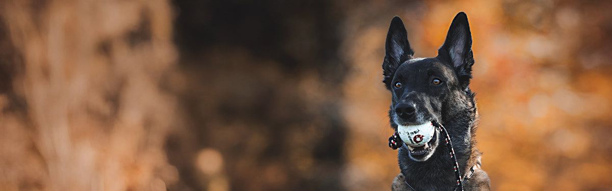 Malinois with ball on a string
